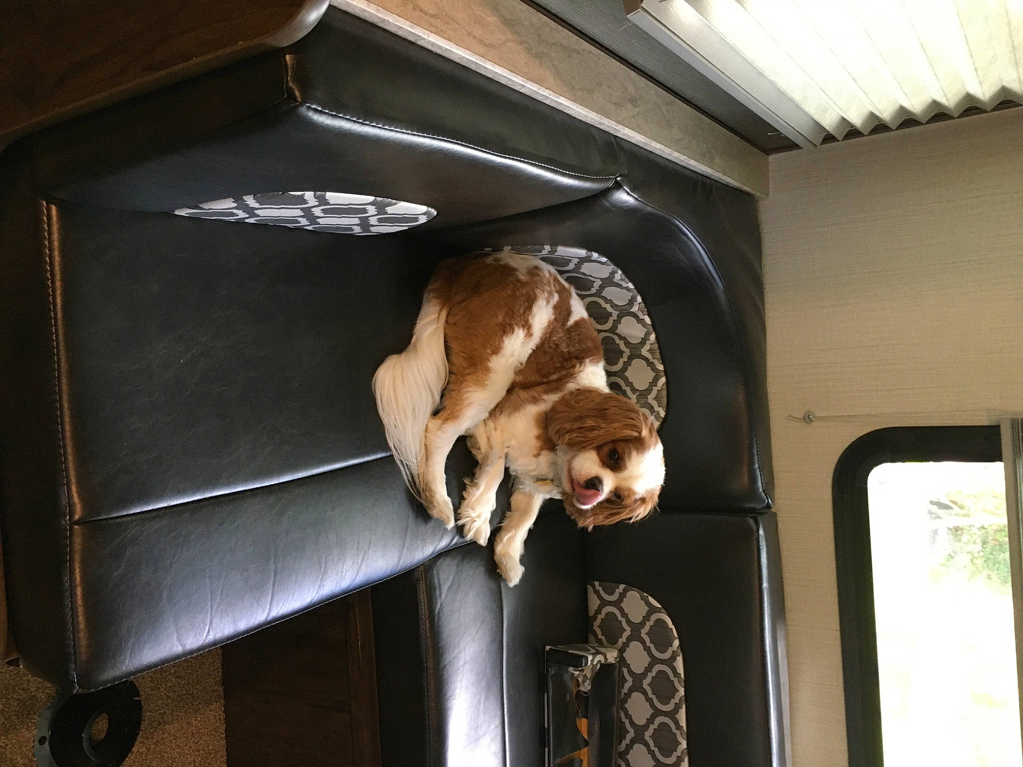 Kai is registered to the contest to win money with this photo: bone, canidae, carnivore, ceiling, companion_dog, dog, dog_breed, fawn, felidae, fur, jaw, pet_supply, skeleton, snout, sporting_group, tail, wildlife, window, wood, working_animal