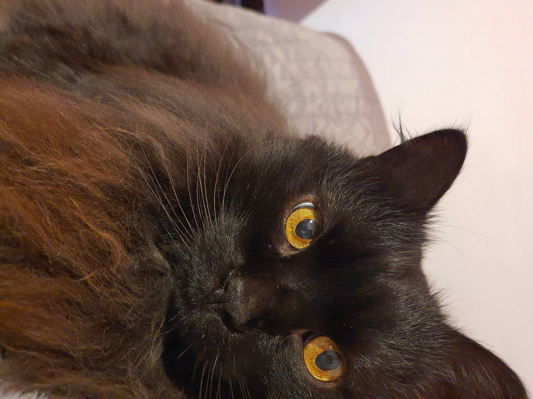 Chopin a rejoint le concours — aidez-le/la à gagner de superbes lots ! black_cat, bombay, carnivore, cat, claw, comfort, domestic_short_haired_cat, ear, eye, felidae, fur, grey, havana_brown, head, iris, small_to_medium_sized_cats, snout, tail, terrestrial_animal, whiskers