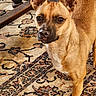 dog, small_dog, brown_dog, alert, ears, carpet, indoor, wooden_table, patterned_rug, curious, pet, animal, fur, close_up, floor, domestic, companion, canine, household, standing