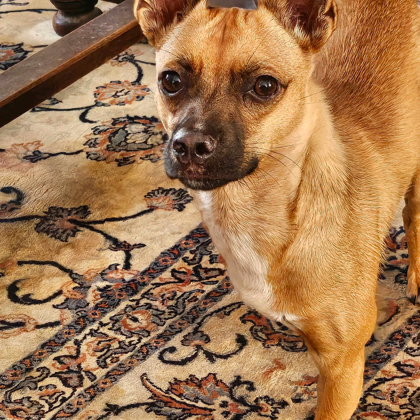 Vlad participe au concours pour gagner de l'argent avec cette photo : dog, small_dog, brown_dog, alert, ears, carpet, indoor, wooden_table, patterned_rug, curious, pet, animal, fur, close_up, floor, domestic, companion, canine, household, standing