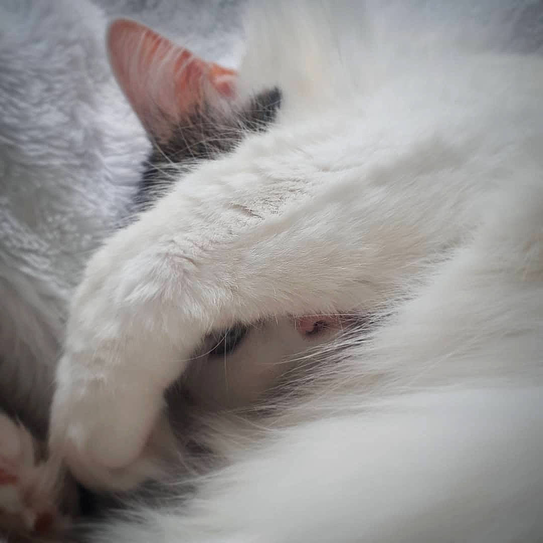 Prentiss a rejoint le concours — aidez-le/la à gagner de superbes lots ! carnivore, cat, claw, close_up, cloud, comfort, domestic_short_haired_cat, eyelash, felidae, fur, nap, paw, sleep, small_to_medium_sized_cats, tail, whiskers