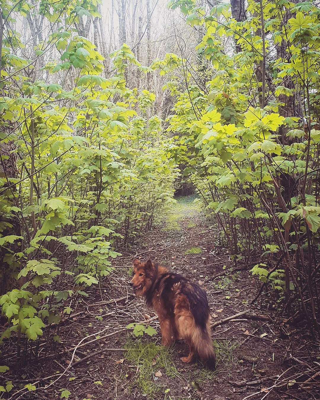 Beethoven participe au concours pour gagner de l'argent avec cette photo : carnivore, deciduous, dog, dog_breed, fawn, forest, grass, groundcover, natural_landscape, plant, shrub, slope, tail, temperate_broadleaf_and_mixed_forest, terrestrial_animal, terrestrial_plant, tree, trunk, wood, woodland