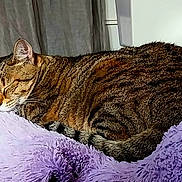 Oxana participe au concours pour gagner de l'argent avec cette photo : animal, cat, cozy, curled_up, cute, domestic_cat, fluffy_blanket, fur, indoor, lavender, nap, peaceful, pet, relaxation, resting, sleeping, soft_texture, striped, sunlight, tabby