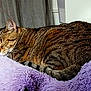 animal, cat, cozy, curled_up, cute, domestic_cat, fluffy_blanket, fur, indoor, lavender, nap, peaceful, pet, relaxation, resting, sleeping, soft_texture, striped, sunlight, tabby
