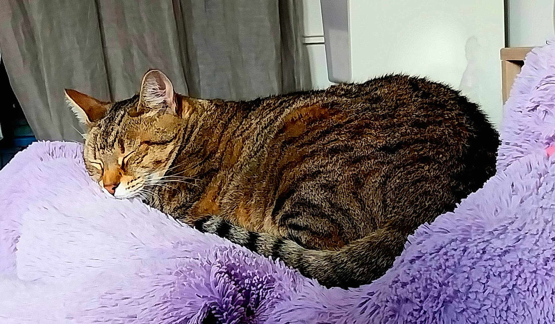 Oxana participe au concours pour gagner de l'argent avec cette photo : animal, cat, cozy, curled_up, cute, domestic_cat, fluffy_blanket, fur, indoor, lavender, nap, peaceful, pet, relaxation, resting, sleeping, soft_texture, striped, sunlight, tabby