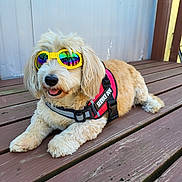 Audi joined the competition — help win amazing prizes! animal, canine, collar, deck, dog, ears, fluffy, fur, happy, harness, outdoor, pet, reflection, relaxed, service_dog, summer, sunglasses, tongue_out, wooden_floor, yellow