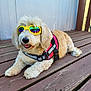 animal, canine, collar, deck, dog, ears, fluffy, fur, happy, harness, outdoor, pet, reflection, relaxed, service_dog, summer, sunglasses, tongue_out, wooden_floor, yellow