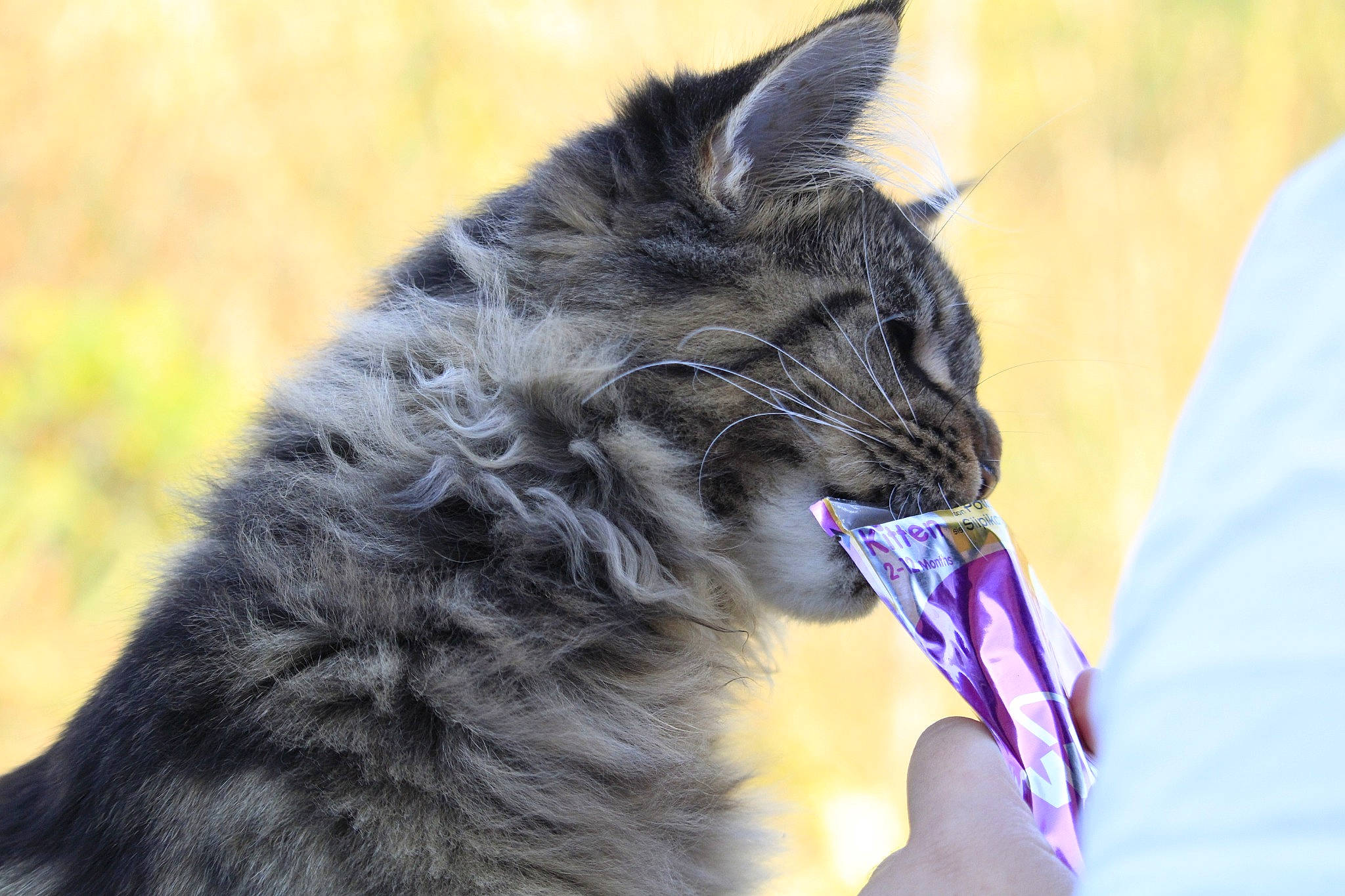 Sésame participe au concours pour gagner de l'argent avec cette photo : black_cat, british_longhair, carnivore, cat, claw, collar, domestic_short_haired_cat, feather, felidae, fur, grass, mammal, paw, small_to_medium_sized_cats, snout, tail, terrestrial_animal, vertebrate, whiskers, wildlife