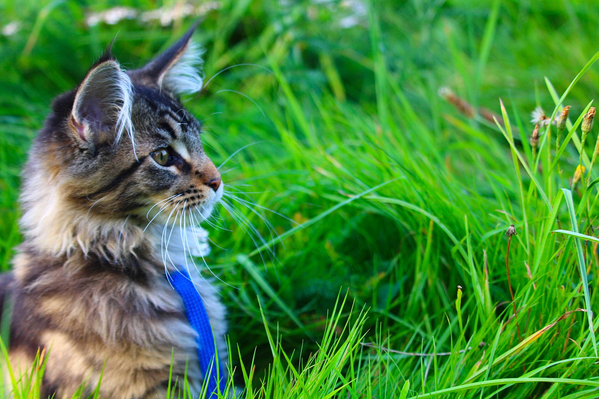 Sésame a rejoint le concours — aidez-le/la à gagner de superbes lots ! carnivore, cat, domestic_short_haired_cat, electric_blue, fawn, felidae, fur, grass, grass_family, grassland, groundcover, lawn, meadow, natural_landscape, plant, small_to_medium_sized_cats, snout, tail, terrestrial_animal, whiskers