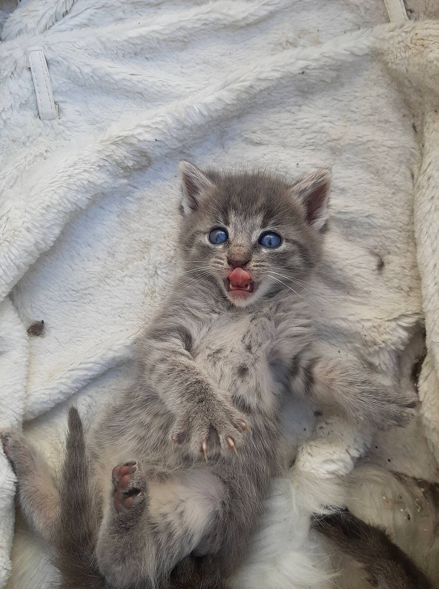 Mirajane participe au concours pour gagner de l'argent avec cette photo : art, carnivore, cat, claw, domestic_short_haired_cat, felidae, freezing, fur, grey, lynx, paw, sand, small_to_medium_sized_cats, snout, snow_leopard, tail, terrestrial_animal, whiskers, wildlife, winter