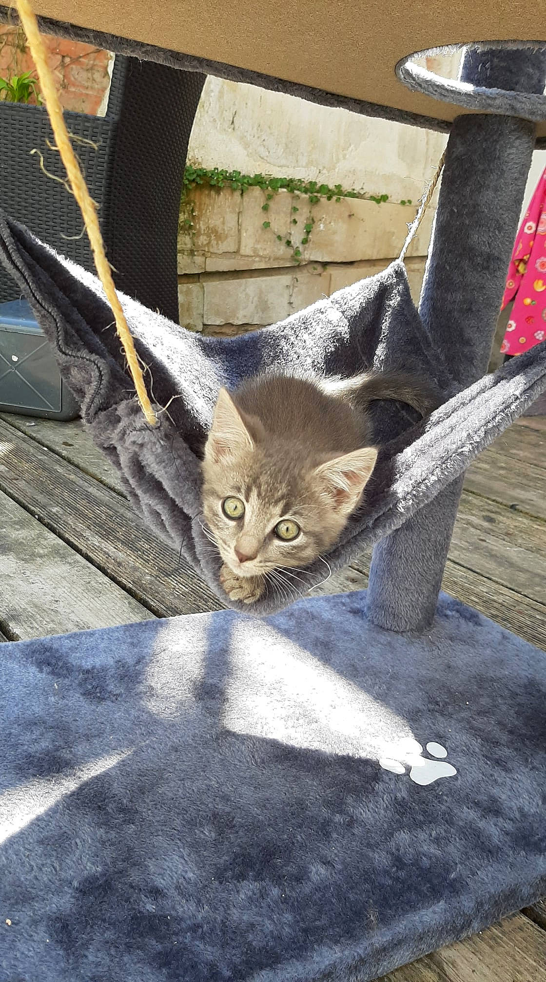 Mirajane participe au concours pour gagner de l'argent avec cette photo : carnivore, cat, domestic_short_haired_cat, fawn, felidae, fur, grass, metal, road_surface, small_to_medium_sized_cats, spoke, tail, terrestrial_animal, tree, trunk, twig, whiskers, wildlife, window, wood