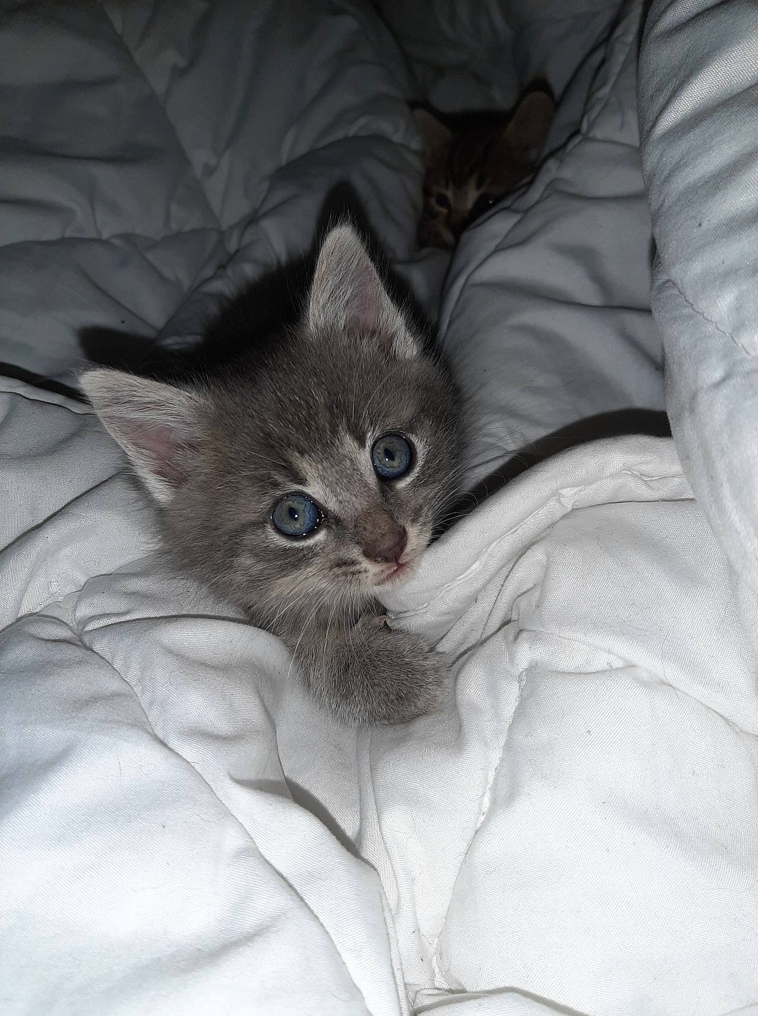 Mirajane participe au concours pour gagner de l'argent avec cette photo : bed, carnivore, cat, comfort, domestic_short_haired_cat, ear, felidae, fur, grey, linens, sleeve, small_to_medium_sized_cats, snout, whiskers