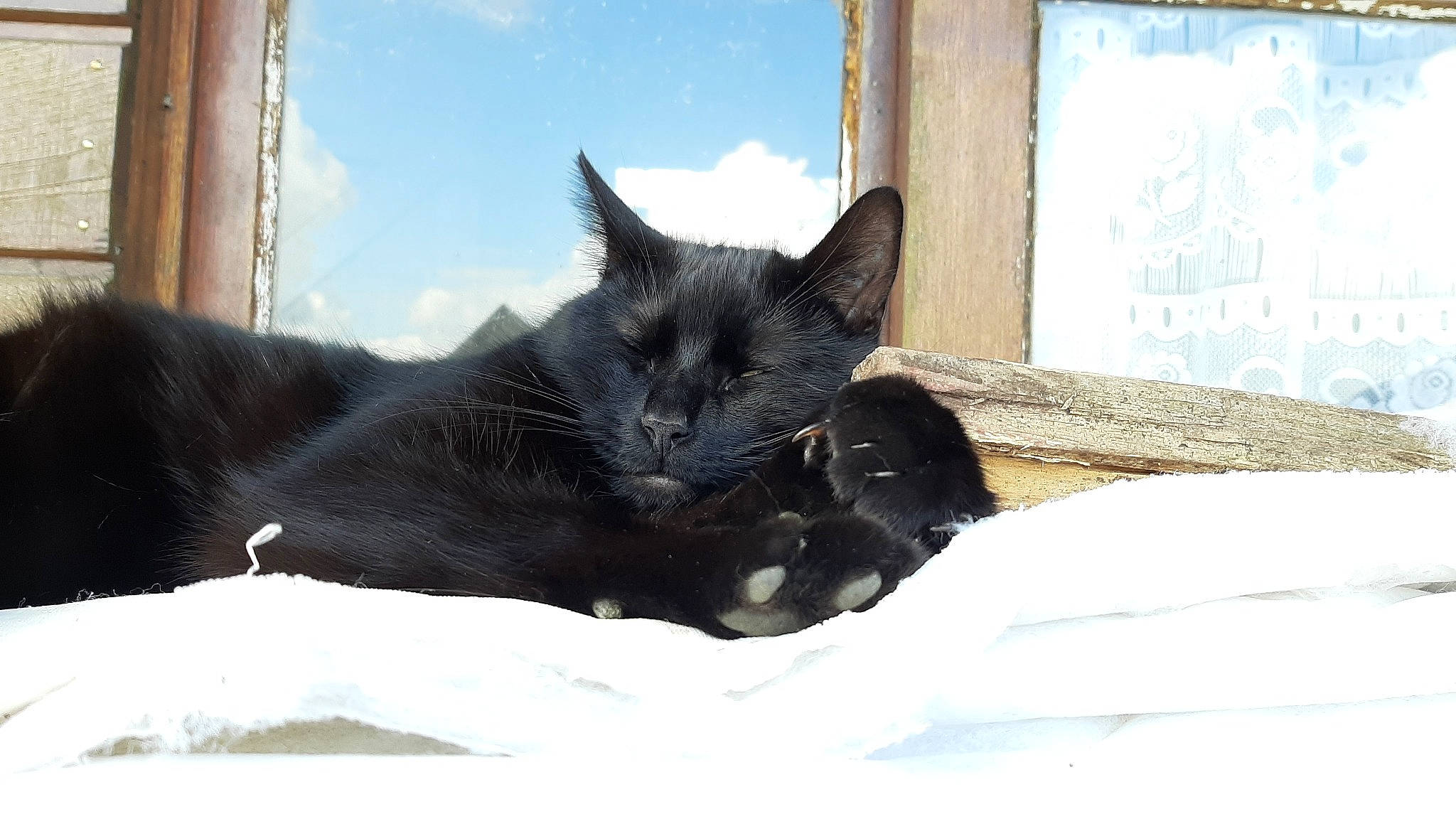 Midnight a rejoint le concours — aidez-le/la à gagner de superbes lots ! black_cat, bombay, carnivore, cat, cat_supply, cloud, comfort, domestic_short_haired_cat, felidae, fur, grey, sky, small_to_medium_sized_cats, snout, snow, tail, terrestrial_animal, whiskers, window, winter