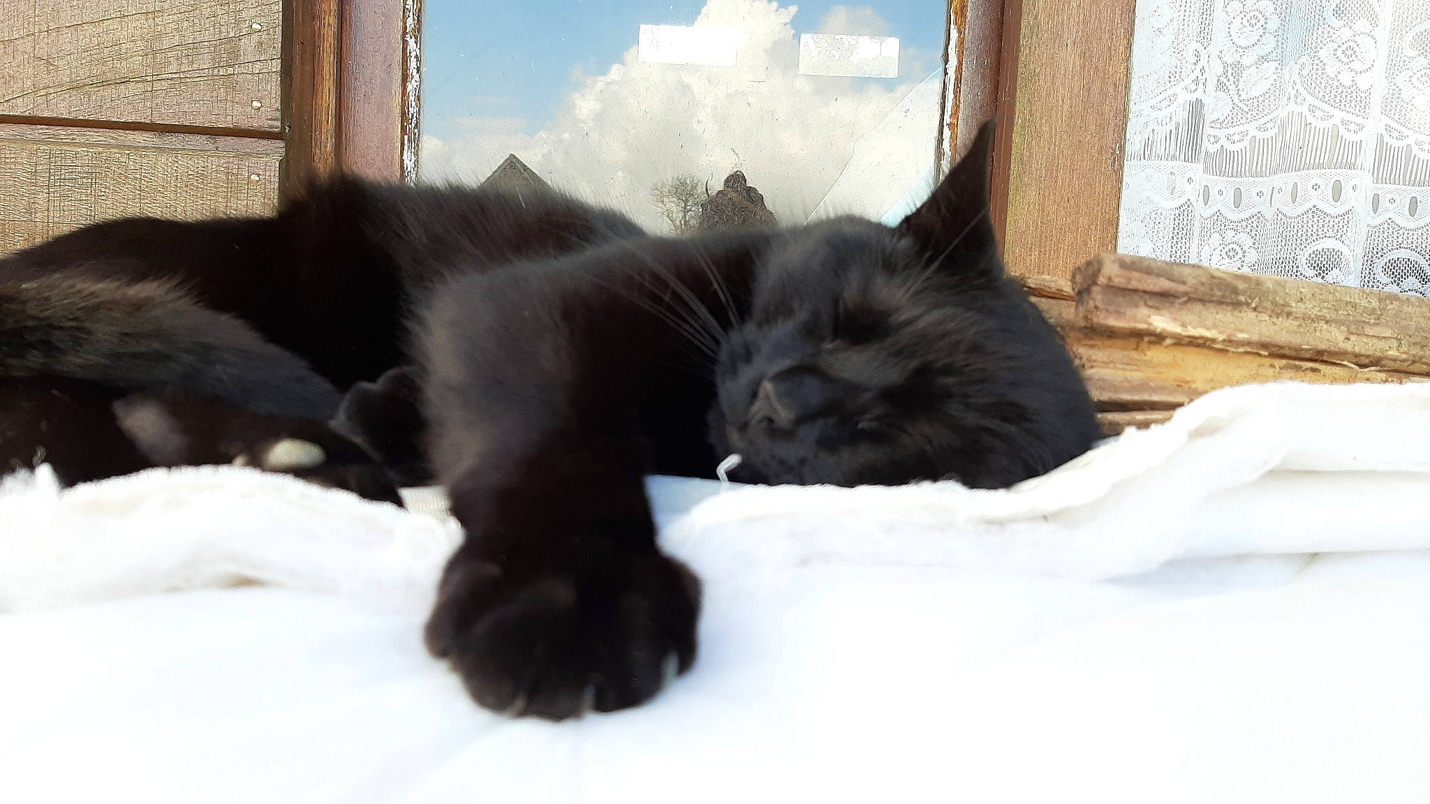 Midnight a rejoint le concours — aidez-le/la à gagner de superbes lots ! black_cat, bombay, carnivore, cat, cat_supply, claw, comfort, dog_breed, domestic_short_haired_cat, felidae, fur, mammal, sky, small_to_medium_sized_cats, snout, snow, tail, whiskers, window, winter