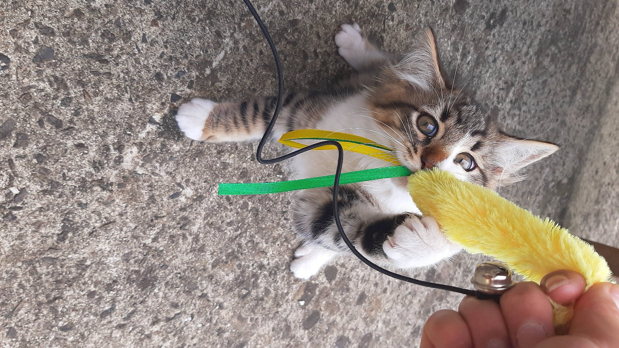 Mini Rhum a rejoint le concours — aidez-le/la à gagner de superbes lots ! canidae, carnivore, cat, cat_toy, claw, domestic_short_haired_cat, fawn, felidae, fur, grass, nail, paw, small_to_medium_sized_cats, snout, tail, whiskers