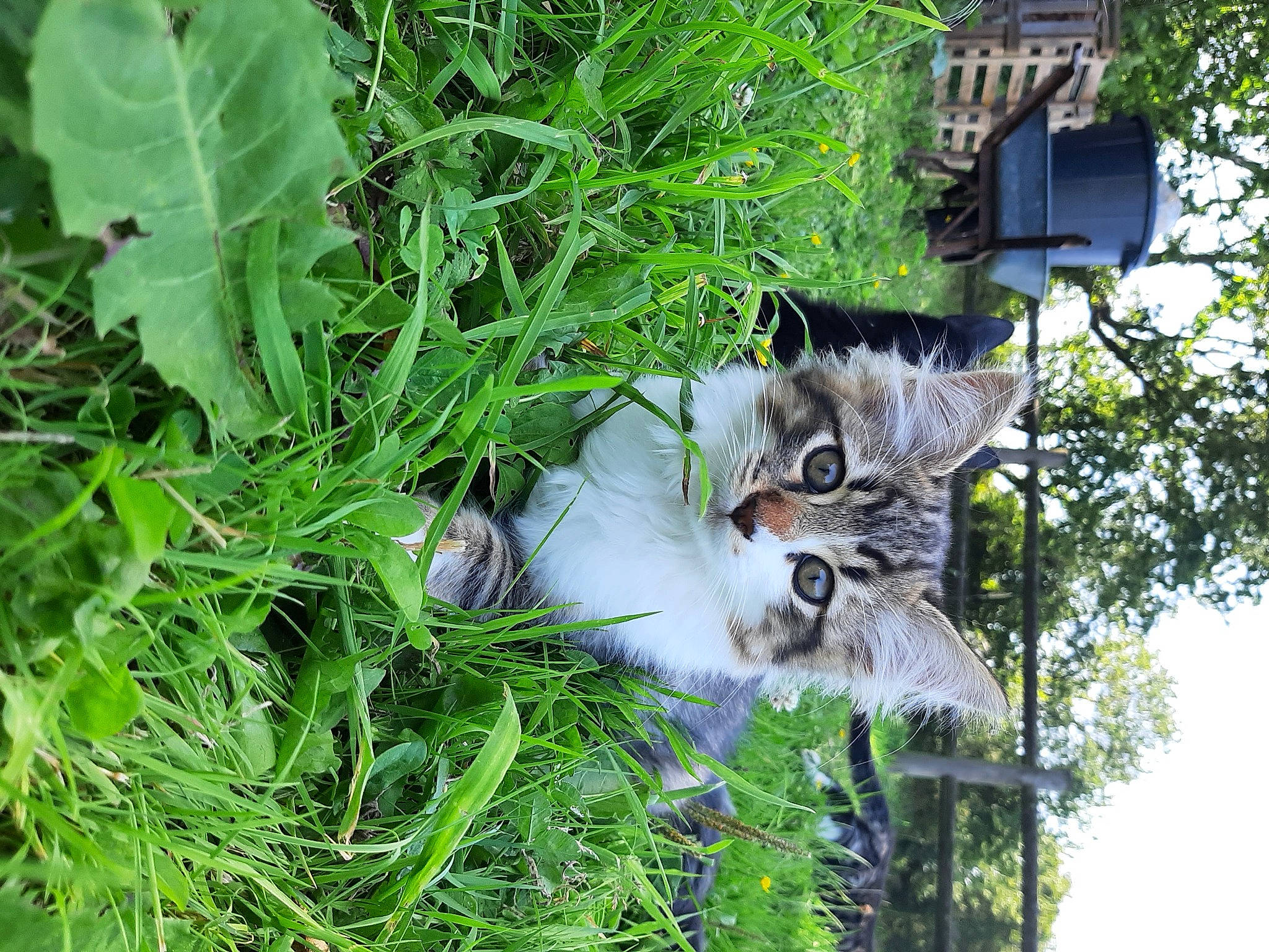 Mini Rhum a rejoint le concours — aidez-le/la à gagner de superbes lots ! art, carnivore, cat, domestic_short_haired_cat, door, felidae, fur, grass, groundcover, herbaceous_plant, house, plant, shrub, small_to_medium_sized_cats, snout, tail, tree, twig, whiskers, window