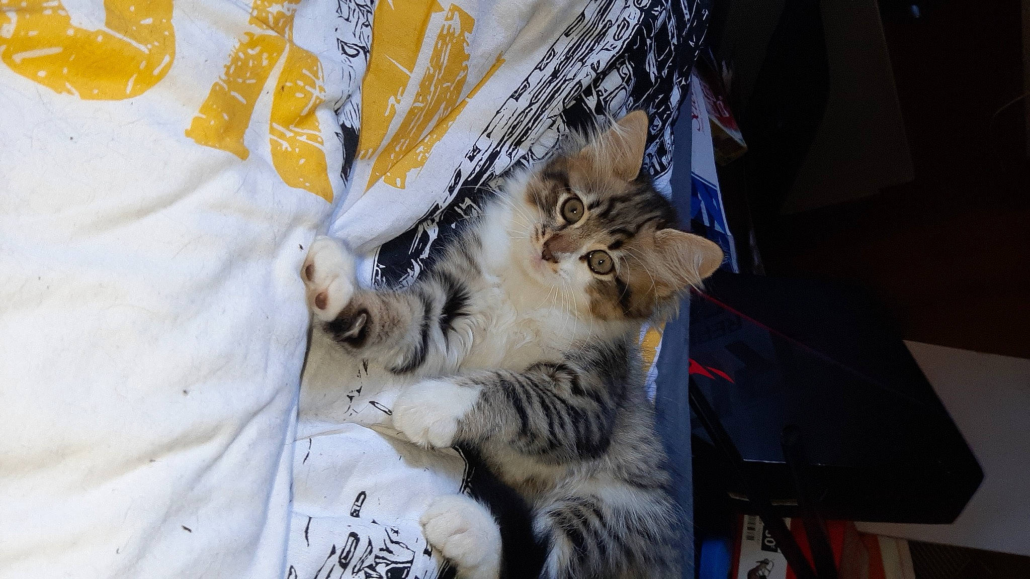 Mini Rhum a rejoint le concours — aidez-le/la à gagner de superbes lots ! carnivore, cat, claw, comfort, domestic_short_haired_cat, felidae, fur, linens, pattern, paw, small_to_medium_sized_cats, tail, textile, tree, whiskers