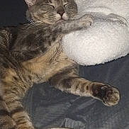 Smokey Fumar is registered to the contest to win money with this photo: animal, cat, close_up, comfort, cozy, cute, domestic_cat, feline, fluffy_pillow, fur, indoor, mammal, paw, pet, relaxed, resting, sleeping, soft_texture, tabby_cat, whiskers