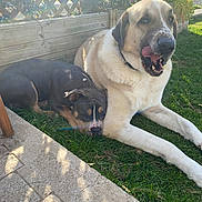 Braco a rejoint le concours — aidez-le/la à gagner de superbes lots ! dog, dogs, outdoor, grass, sunlight, resting, sleeping, pet, animal, fence, wooden_fence, tongue, collar, nature, paw, daylight, relaxing, companions, shadows, greenery