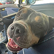 Tokyo participe au concours pour gagner de l'argent avec cette photo : dog, car, smiling, close_up, seat, interior, happy, pet, animal, canine, window, daylight, leather, dashboard, road, transport, travel, vehicle, friendly, tongue
