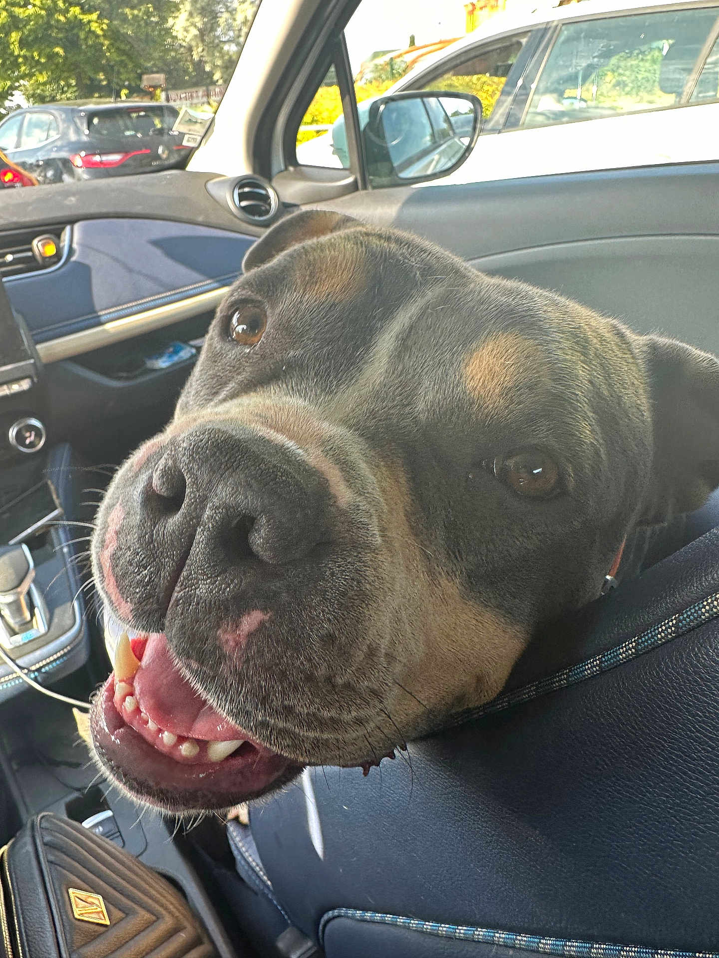Tokyo participe au concours pour gagner de l'argent avec cette photo : dog, car, smiling, close_up, seat, interior, happy, pet, animal, canine, window, daylight, leather, dashboard, road, transport, travel, vehicle, friendly, tongue