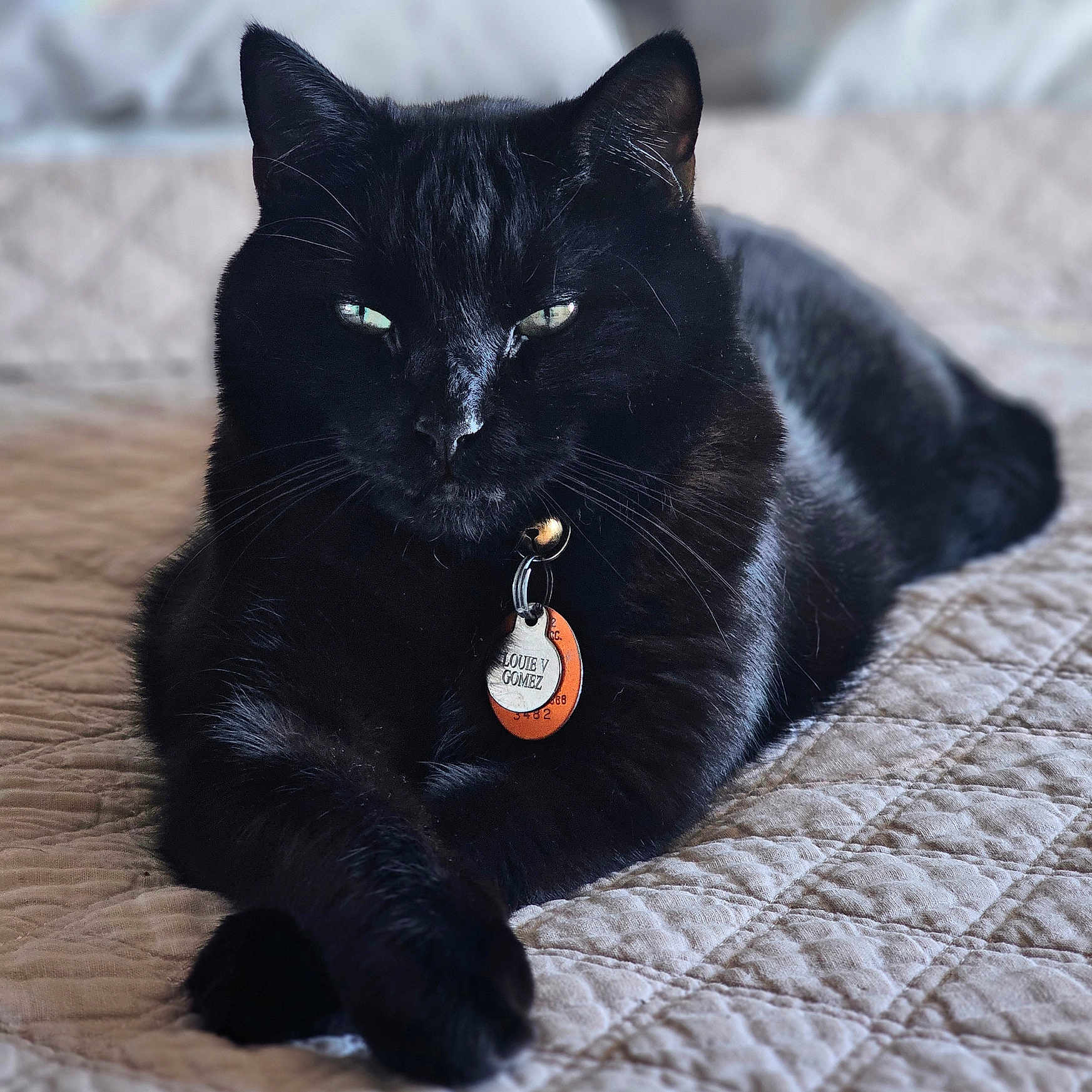 Louie V Gomez is registered to the contest to win money with this photo: animal, bed, black_cat, cat, close_up, collar, cozy, domestic_cat, feline, fur, green_eyes, id_tag, indoor, paws, pet, portrait, quilted_bedspread, relaxed, resting, whiskers