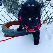 Louie V Gomez is registered to the contest to win money with this photo: backyard, black_cat, chain_link_fence, close_up, cold, curious, feline, green_eyes, harness, leash, outdoor, paw, pet, portrait, red_plaid, snow, snowflakes, terracotta_pot, whiskers, winter