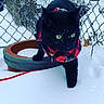 backyard, black_cat, chain_link_fence, close_up, cold, curious, feline, green_eyes, harness, leash, outdoor, paw, pet, portrait, red_plaid, snow, snowflakes, terracotta_pot, whiskers, winter