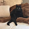 Louie V Gomez joined the competition — help win amazing prizes! black_cat, blanket, cat, comfortable, cozy, fur, green_eyes, home, indoor, living_room, lounge, pet, pillow, portrait, relaxed, sofa, soft_texture, tail, upholstery, whiskers