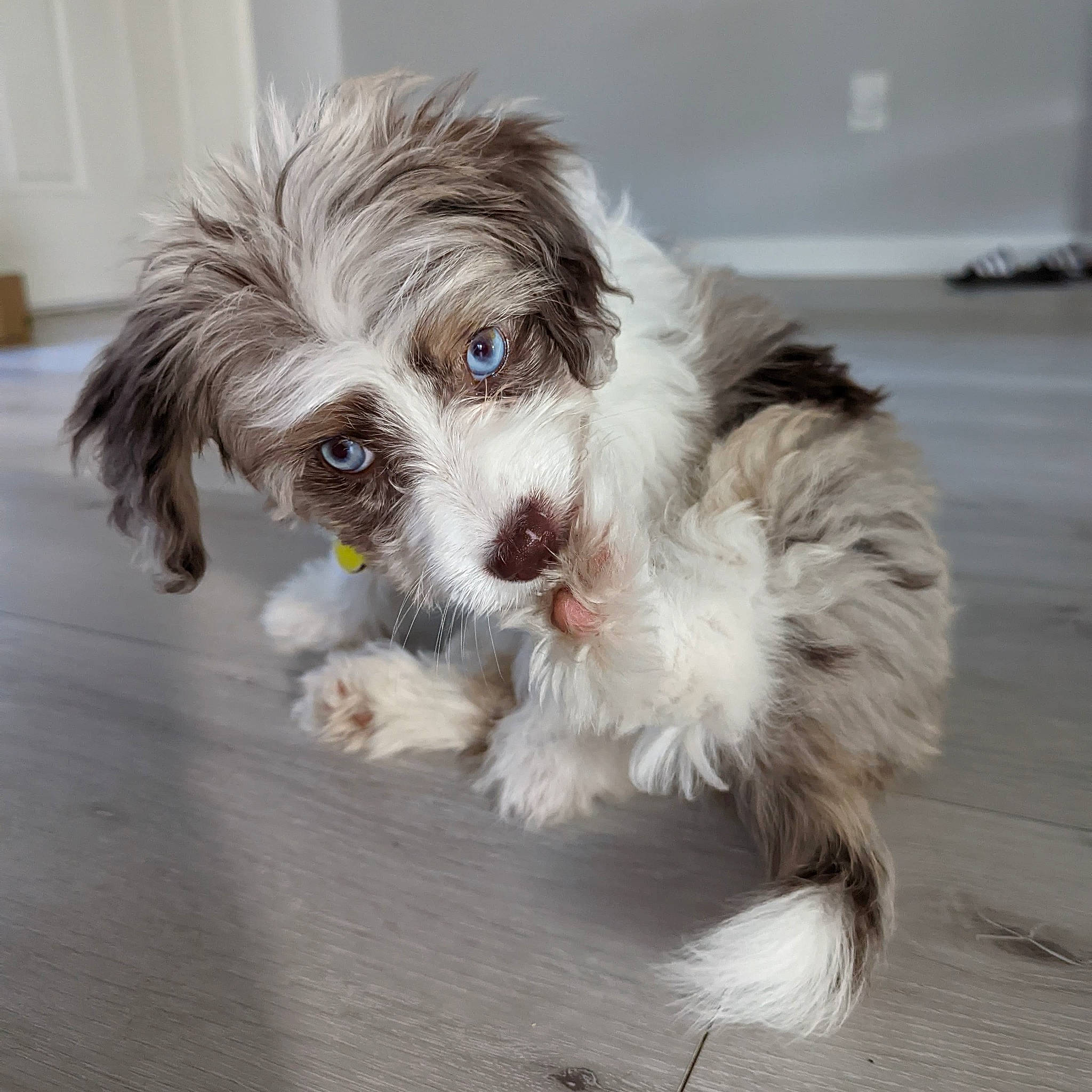 Eevee is registered to the contest to win money with this photo: biewer_terrier, canidae, carnivore, companion_dog, dog, dog_breed, dog_supply, fur, liver, mal_shi, maltepoo, poodle_crossbreed, shih_poo, small_terrier, snout, sporting_group, terrier, toy_dog, working_animal, yorkipoo