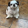 Phoebe is registered to the contest to win money with this photo: puppy, dog, small_dog, fluffy, white_dog, brown_spots, pet, collar, bell, indoor, floor_tiles, cute, sitting, animal, young_dog, adorable, fur, companion, domestic_animal, friendly