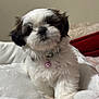 Phoebe is registered to the contest to win money with this photo: puppy, dog, fluffy, white, black, collar, bell, bed, soft, cute, pet, indoors, animal, fur, small, young, cozy, resting, adorable, companion