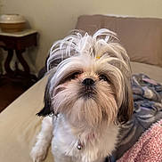 Phoebe joined the competition — help win amazing prizes! dog, fluffy, bed, blanket, pet, indoors, cute, small_dog, fur, collar, bell, white_fur, brown_fur, face, looking_up, domestic, animal, companion, cozy, cute_pet