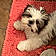 Phoebe