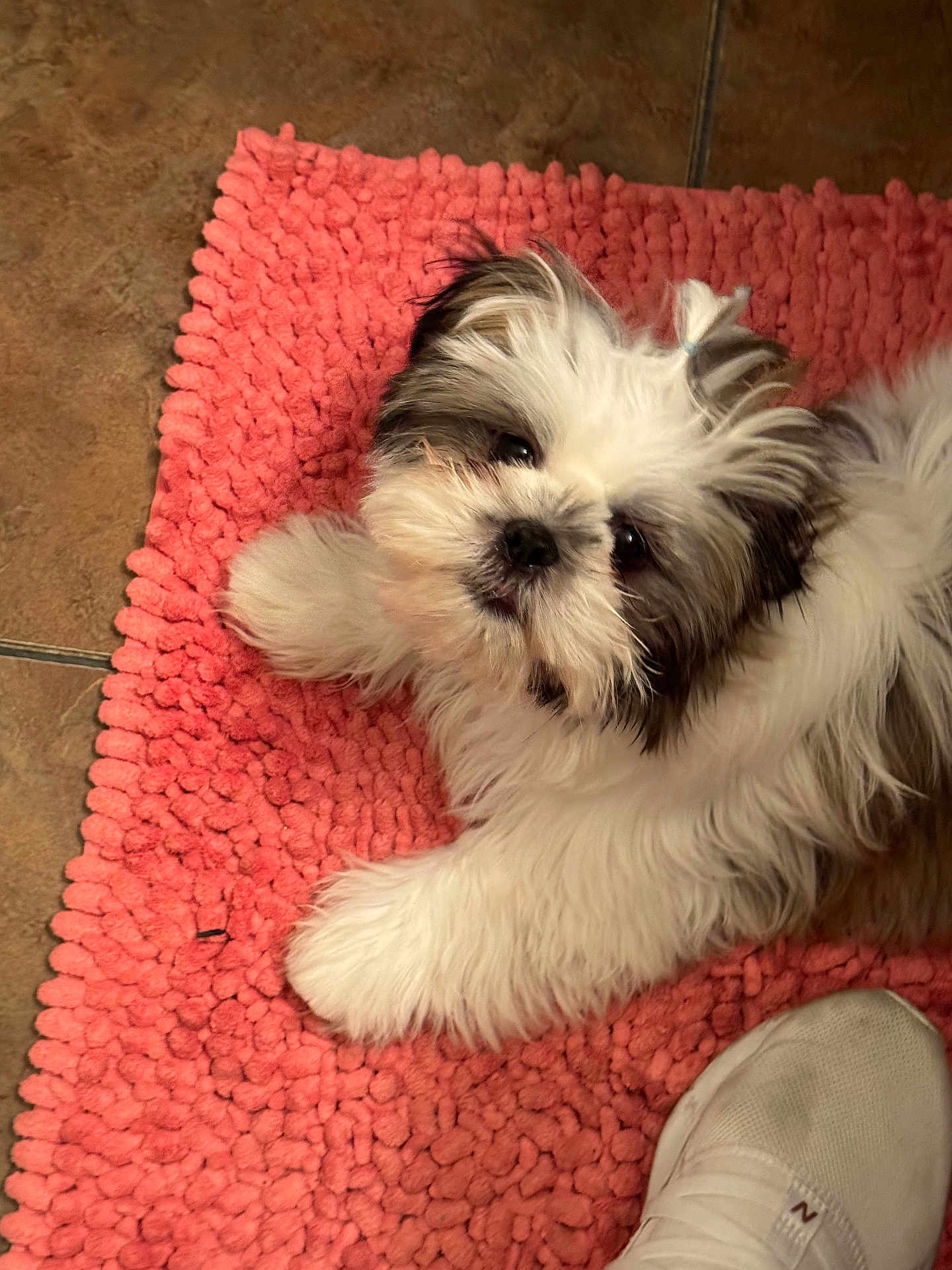 Phoebe