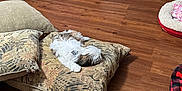 Phoebe joined the competition — help win amazing prizes! dog, sleeping, cushion, wooden_floor, pet_bed, furniture, indoor, cozy, small_dog, brown, white, patterned, resting, home, flooring, cabinet, quiet, relaxing, fur, domestic_animal