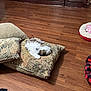 dog, sleeping, cushion, wooden_floor, pet_bed, furniture, indoor, cozy, small_dog, brown, white, patterned, resting, home, flooring, cabinet, quiet, relaxing, fur, domestic_animal
