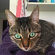 Grover joined the competition — help win amazing prizes! cat, tabby_cat, green_eyes, close_up, whiskers, ears, fur, purple_towel, indoor, pet, curious, animal, feline, domestic_cat, home, shelf, clothing, focus, portrait, cute