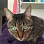 cat, tabby_cat, green_eyes, close_up, whiskers, ears, fur, purple_towel, indoor, pet, curious, animal, feline, domestic_cat, home, shelf, clothing, focus, portrait, cute