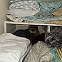 Grover joined the competition — help win amazing prizes! cat, tabby, blankets, towels, closet, folded_clothes, shelving, indoor, cozy, resting, fur, striped, hidden, soft, stacked, quiet, home, comfort, sleepy, nestled
