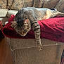 Grover is registered to the contest to win money with this photo: cat, tabby_cat, feline, pet, indoor, couch, blanket, relaxing, paw, fur, striped, living_room, window, natural_light, home, furniture, cozy, resting, animal, domestic