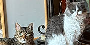 Grover is registered to the contest to win money with this photo: cat, tabby_cat, gray_and_white_cat, floor, wooden_floor, lamp, cabinet, indoor, pet, animal, feline, fur, sitting, lying_down, eyes, whiskers, household, home, relaxed, curious