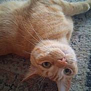 Bob joined the competition — help win amazing prizes! cat, orange_tabby, pet, animal, whiskers, carpet, indoor, fur, relaxed, lying_down, curious, close_up, face, ears, green_eyes, domestic_cat, mammal, cute, feline, resting