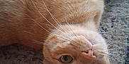 Bob joined the competition — help win amazing prizes! animal, carpet, cat, close_up, curious, cute, domestic_cat, ears, face, feline, fur, green_eyes, indoor, lying_down, mammal, orange_tabby, pet, relaxed, resting, whiskers