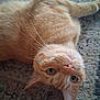 cat, orange_tabby, pet, animal, whiskers, carpet, indoor, fur, relaxed, lying_down, curious, close_up, face, ears, green_eyes, domestic_cat, mammal, cute, feline, resting