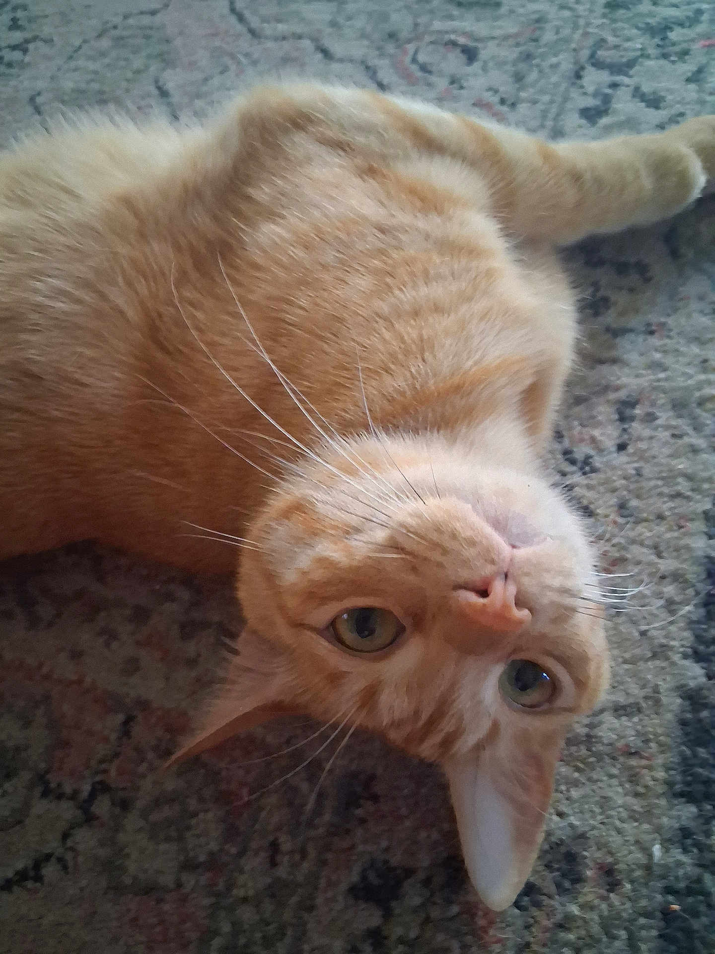 Bob