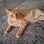 cat, orange_tabby, pet, indoor, relaxed, lying_down, fur, whiskers, ears, floor, rug, patterned_rug, tile_floor, animal, feline, domestic_cat, resting, cute, looking_away, home