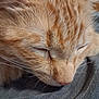 Bob is registered to the contest to win money with this photo: animal, cat, close_up, cute, domestic_animal, face, fur, gray_fabric, indoor, nose, orange_tabby, peaceful, pet, portrait, relaxing, rest, sleeping, soft, texture, whiskers