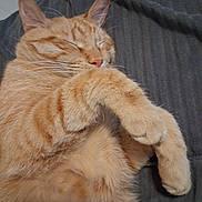Bob joined the competition — help win amazing prizes! animal, cat, closeup, cozy, cute, domestic_cat, feline, fur, indoor, mammal, nap, orange_cat, paw, pet, relaxation, resting, sleeping, soft, tabby, whiskers