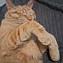 animal, cat, closeup, cozy, cute, domestic_cat, feline, fur, indoor, mammal, nap, orange_cat, paw, pet, relaxation, resting, sleeping, soft, tabby, whiskers